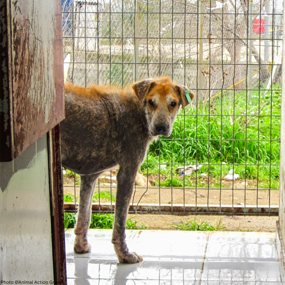Disaster Relief Dogs in Greece